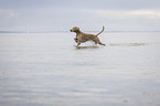 rennender Weimaraner