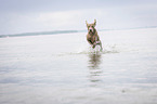 rennender Weimaraner