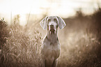 Weimaraner Portrait