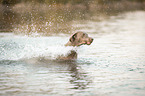 rennender Weimaraner