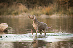 badender Weimaraner