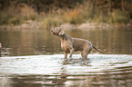 badender Weimaraner