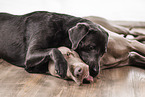 Labrador und Weimaraner