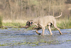 Weimaraner