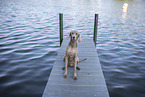 Weimaraner am Wasser