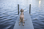 Weimaraner am Wasser