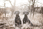 2 Weimaraner