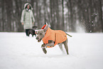 Frau und Weimaraner