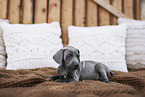 Weimaraner Welpe