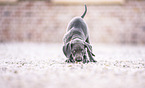 Weimaraner Welpe