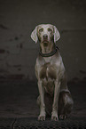 Weimaraner