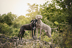 Weimaraner