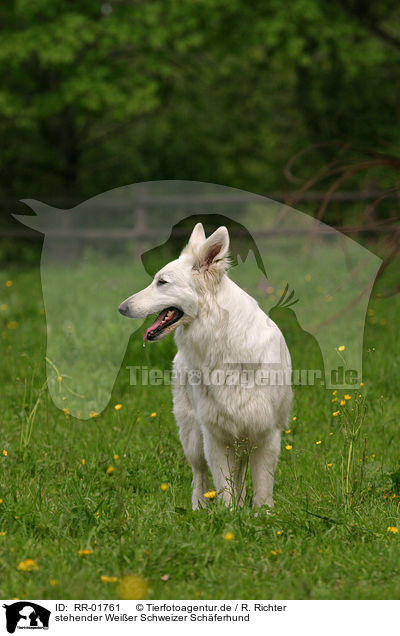 stehender Weier Schweizer Schferhund / standing White Swiss Shepherd / RR-01761