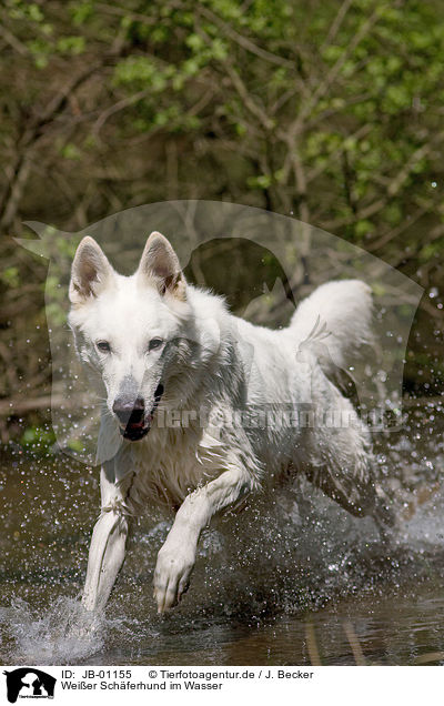 Weier Schferhund im Wasser / white Shepherd / JB-01155