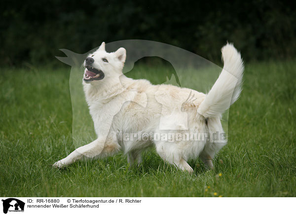 rennender Weier Schferhund / running White Shepherd / RR-16880