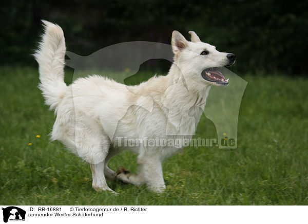 rennender Weier Schferhund / running White Shepherd / RR-16881