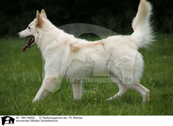 rennender Weier Schferhund / running White Shepherd / RR-16882