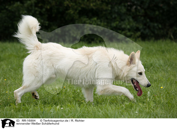 rennender Weier Schferhund / running White Shepherd / RR-16884