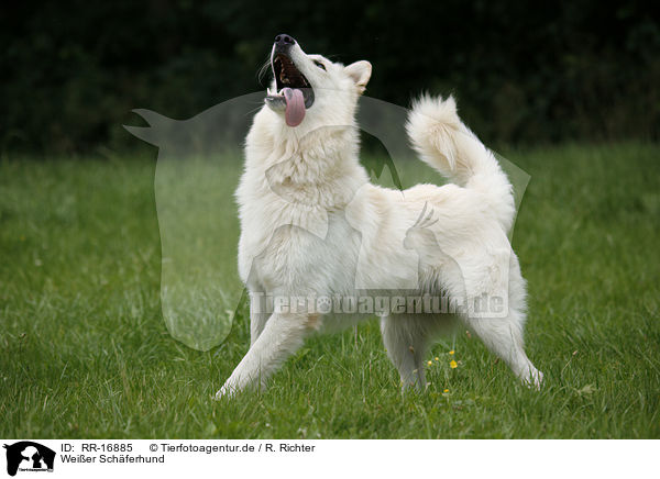 Weier Schferhund / White Shepherd / RR-16885
