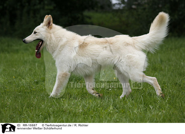 rennender Weier Schferhund / running White Shepherd / RR-16887