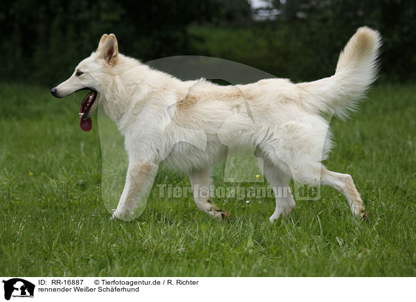 rennender Weier Schferhund / RR-16887