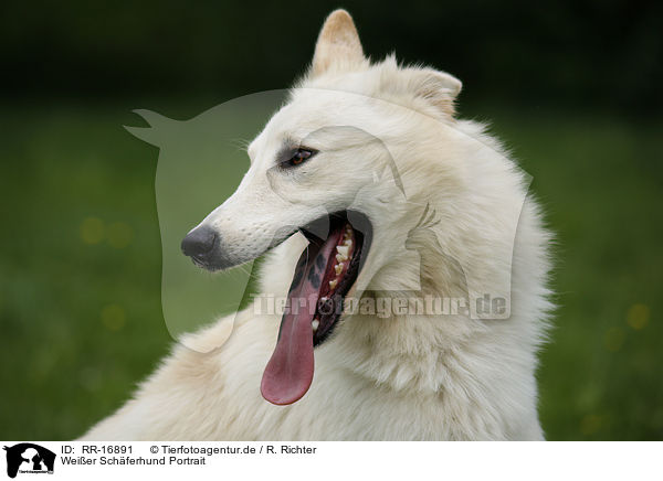 Weier Schferhund Portrait / White Shepherd / RR-16891