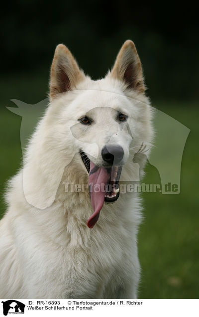 Weier Schferhund Portrait / White Shepherd Portrait / RR-16893