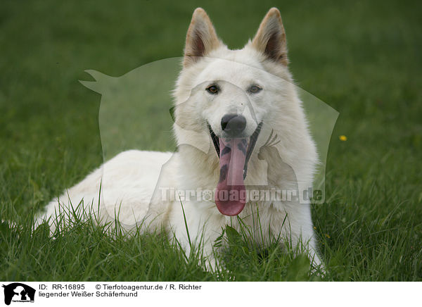 liegender Weier Schferhund / lying White Shepherd / RR-16895