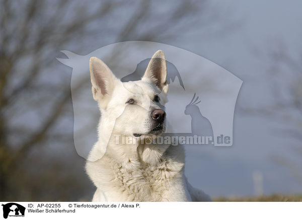 Weier Schferhund / white shepherd / AP-02255