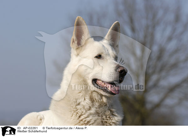 Weier Schferhund / white shepherd / AP-02261