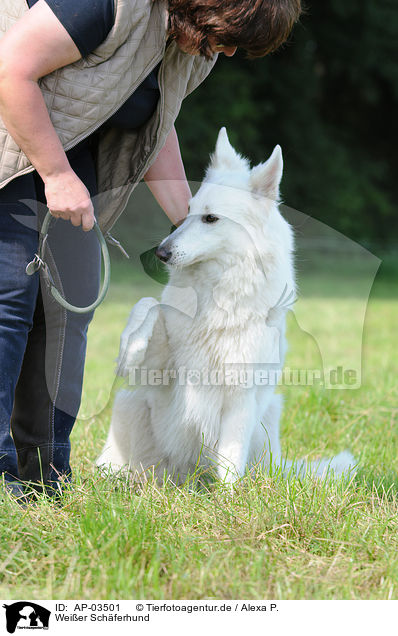 Weier Schferhund / white shepherd / AP-03501