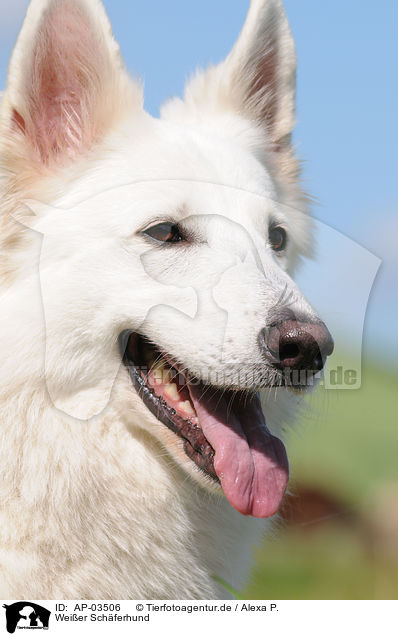 Weier Schferhund / white shepherd / AP-03506