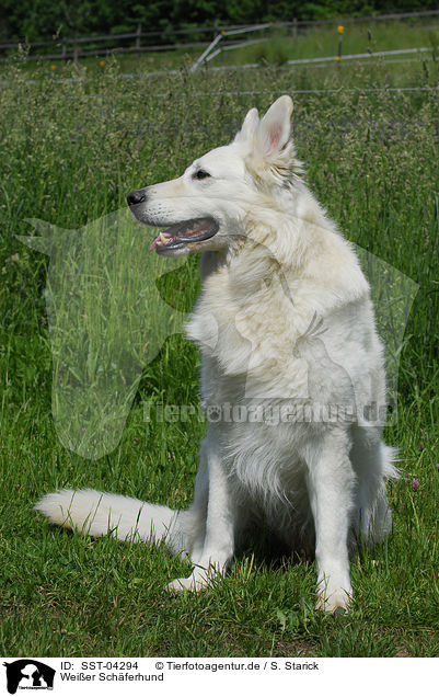 Weier Schferhund / white shepherd / SST-04294