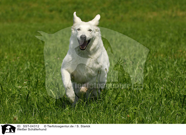 Weier Schferhund / white shepherd / SST-04312