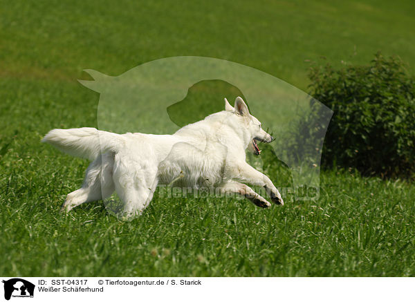 Weier Schferhund / white shepherd / SST-04317