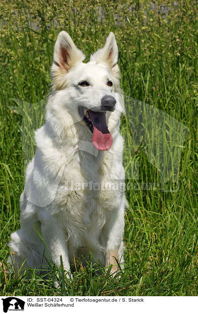 Weier Schferhund / white shepherd / SST-04324