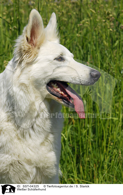 Weier Schferhund / white shepherd / SST-04325