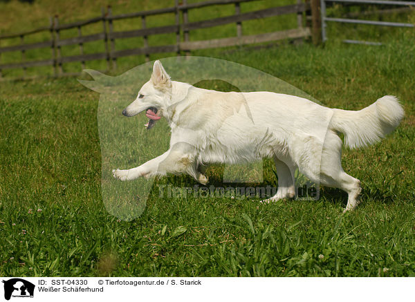 Weier Schferhund / white shepherd / SST-04330