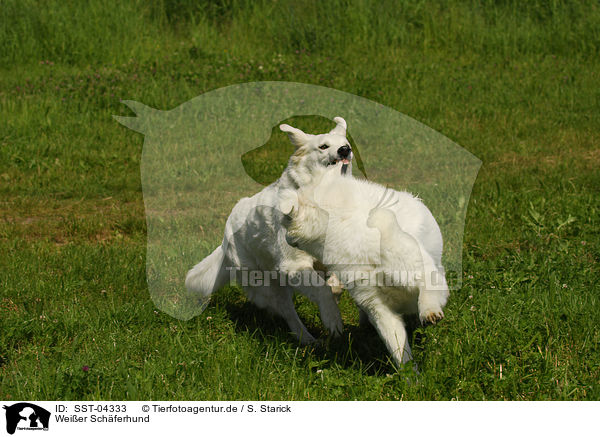 Weier Schferhund / white shepherd / SST-04333