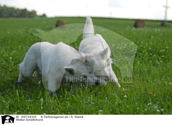 Weier Schferhund / white shepherd / SST-04335