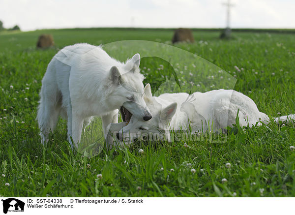 Weier Schferhund / white shepherd / SST-04338