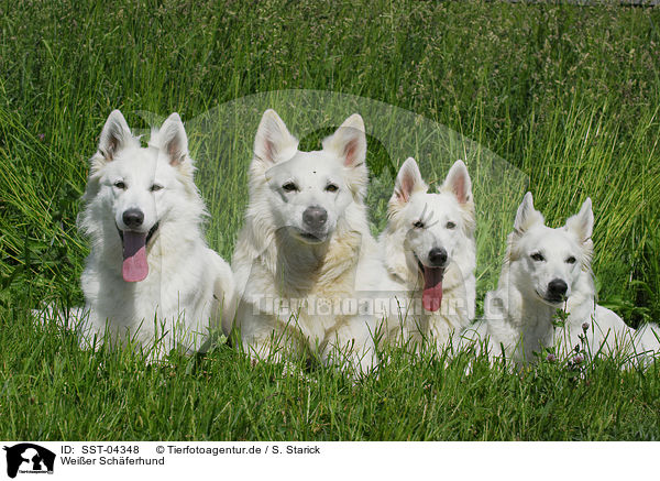 Weier Schferhund / white shepherd / SST-04348