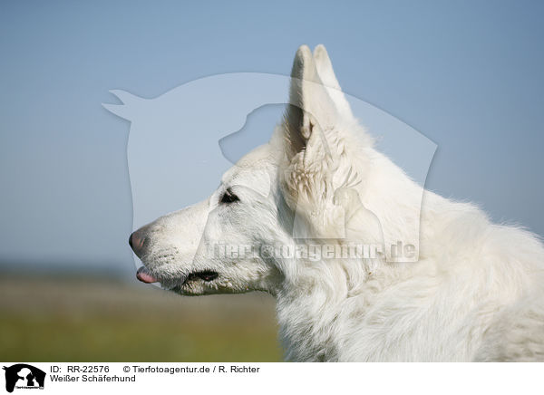 Weier Schferhund / White Shepherd / RR-22576