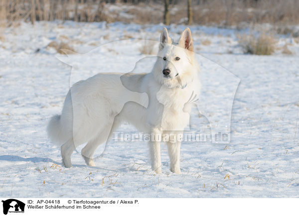 Weier Schferhund im Schnee / white shepherd in snow / AP-04418