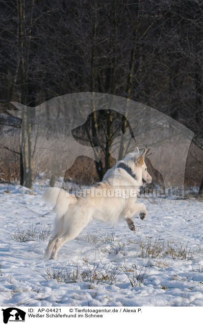 Weier Schferhund im Schnee / white shepherd in snow / AP-04421