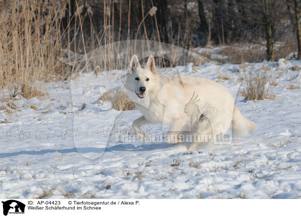 Weier Schferhund im Schnee / white shepherd in snow / AP-04423