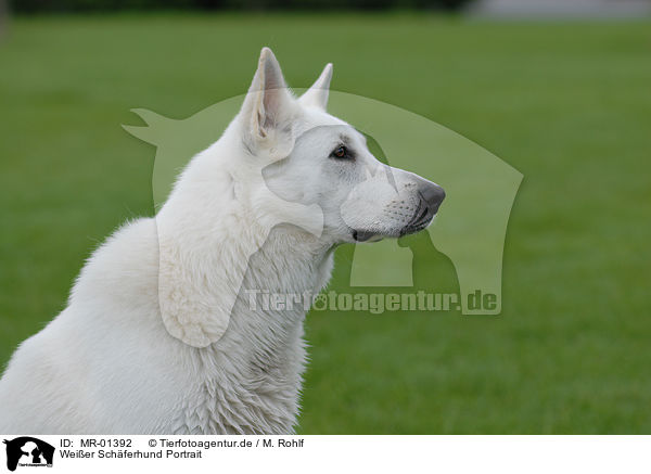 Weier Schferhund Portrait / white shepherd portrait / MR-01392