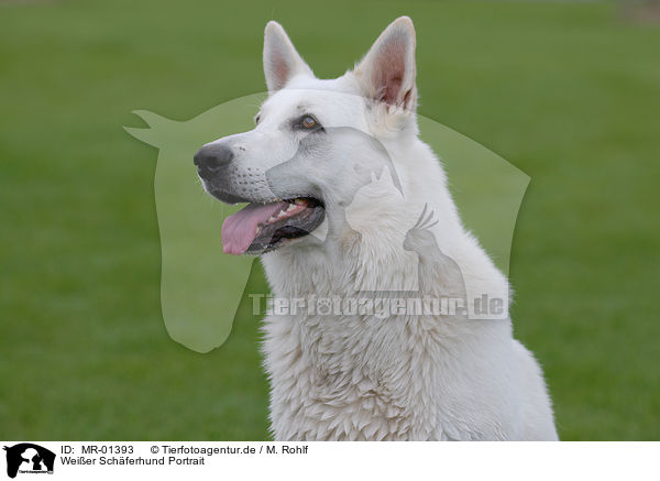 Weier Schferhund Portrait / white shepherd portrait / MR-01393