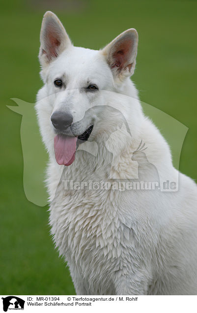 Weier Schferhund Portrait / white shepherd portrait / MR-01394