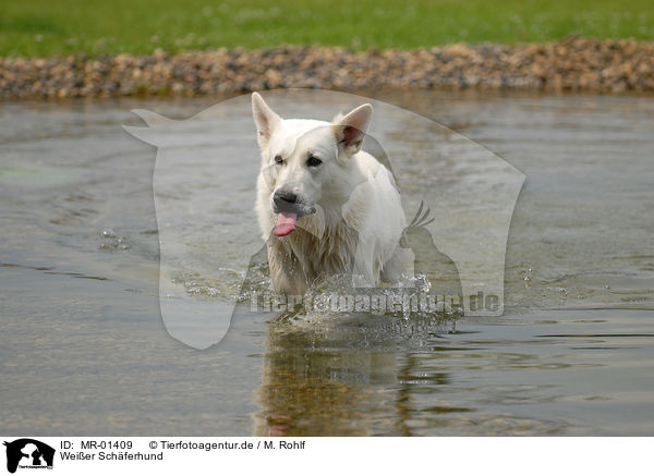 Weier Schferhund / white shepherd / MR-01409